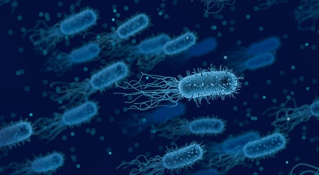 Harnwegsinfekt: Bakterien als Auslöser_Urologie_Amriswil